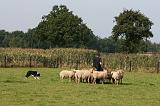 BORDER COLLIE - MOUTONS 018